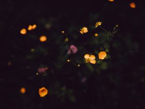 Превью обои цветы, полевой, темный