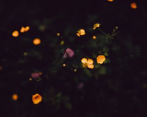 Превью обои цветы, полевой, темный