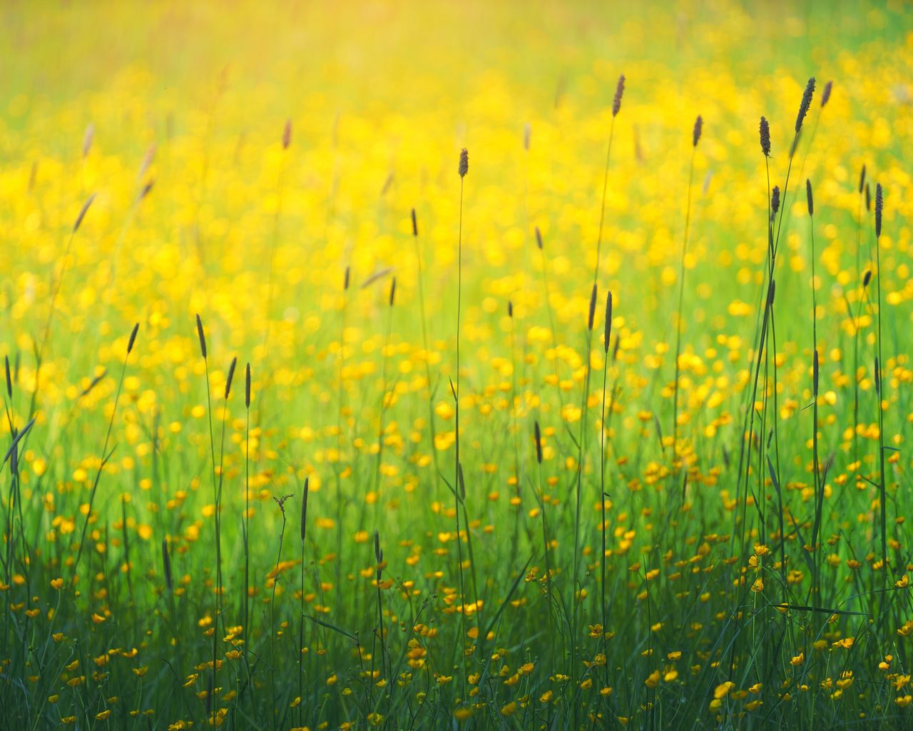 1280x1024 Обои цветы, полевой, желтый, трава