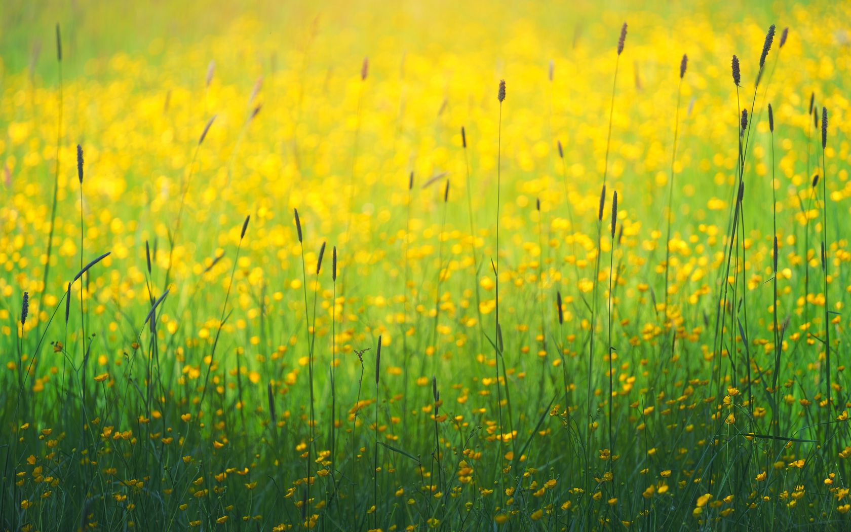 1680x1050 Обои цветы, полевой, желтый, трава