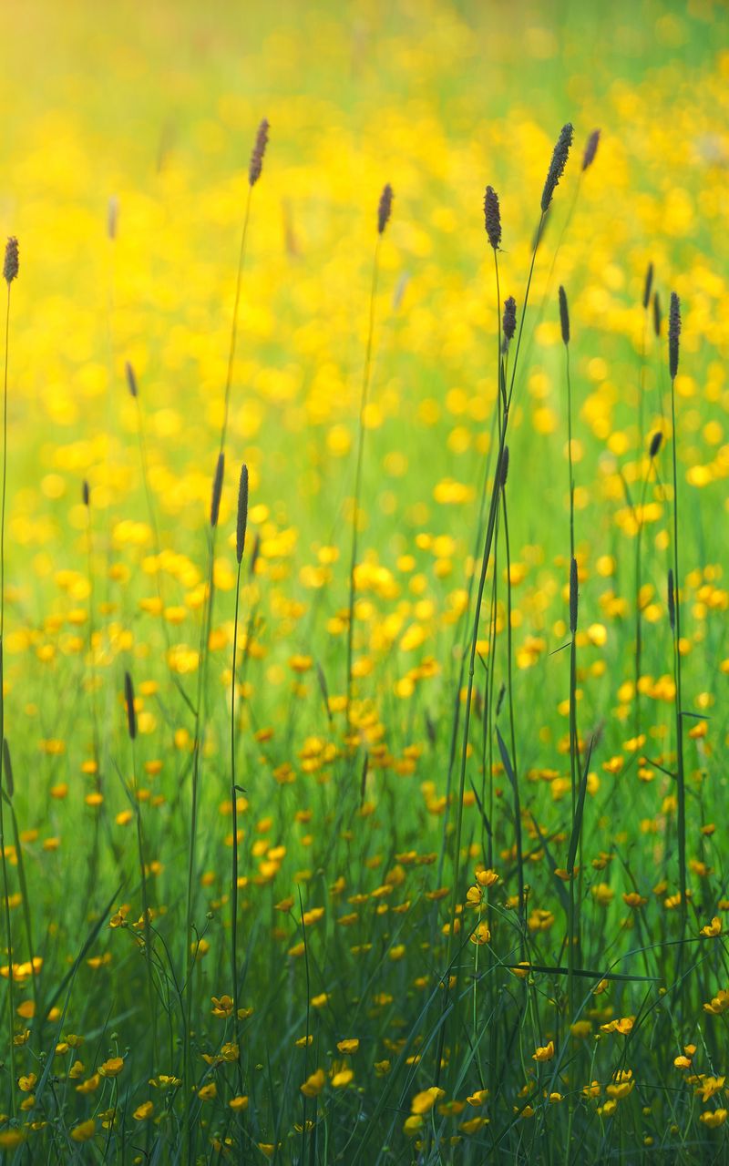 800x1280 Обои цветы, полевой, желтый, трава