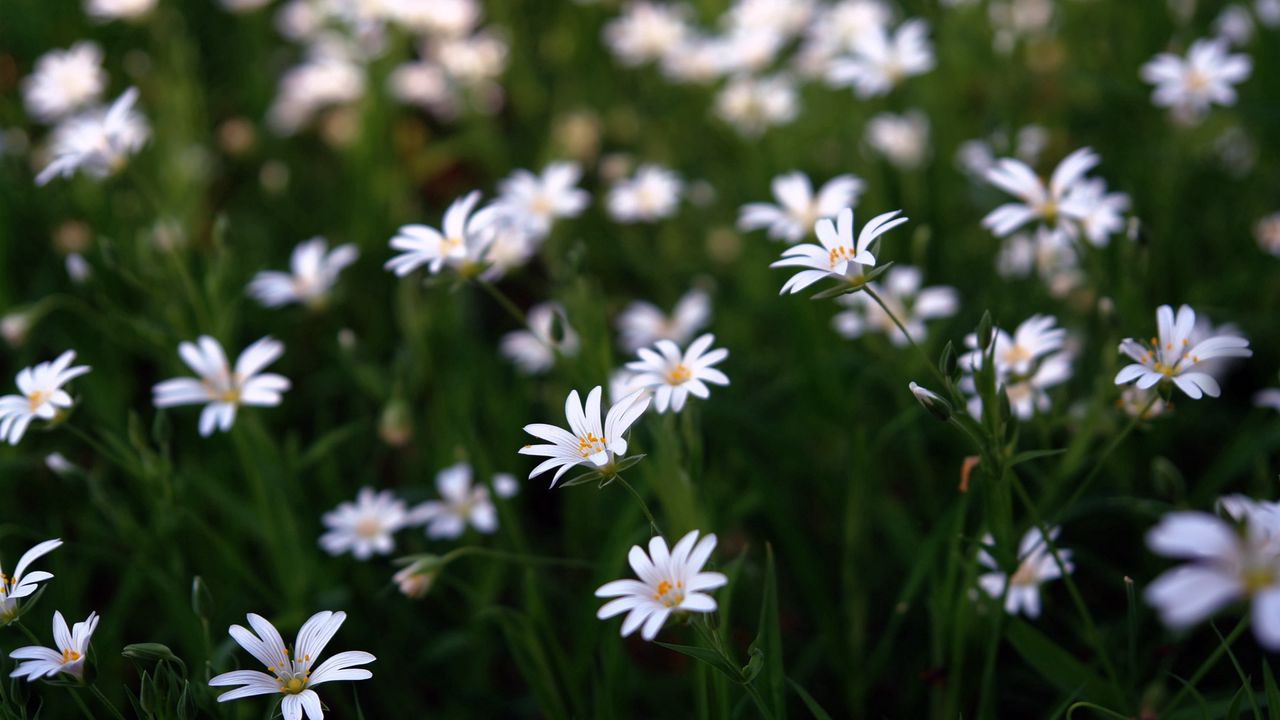 Обои цветы, природа, красота, белые, маленькие