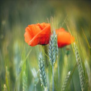 Превью обои цветы, пшеница, поле, размытие