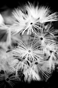 Превью обои цветы, пух, макро, черно-белый