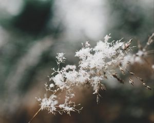Превью обои цветы, пух, растение, соцветие, макро, белый