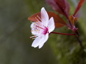 Превью обои цветы, пыльца, лепестки, цветение