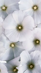 Превью обои цветы, пыльца, маленькие, белые, много