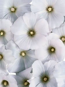 Превью обои цветы, пыльца, маленькие, белые, много