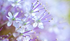Превью обои цветы, пыльца, размытие, фиолетовый, макро
