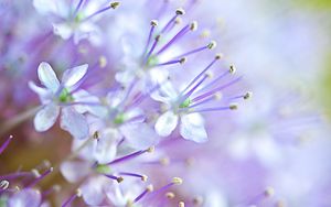 Превью обои цветы, пыльца, размытие, фиолетовый, макро