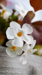 Превью обои цветы, растение, белый, макро