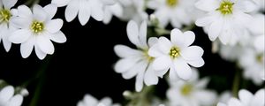 Превью обои цветы, растение, бутоны