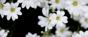 Превью обои цветы, растение, бутоны