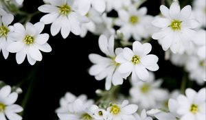 Превью обои цветы, растение, бутоны