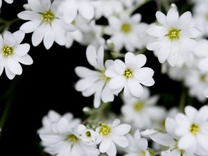 Превью обои цветы, растение, бутоны