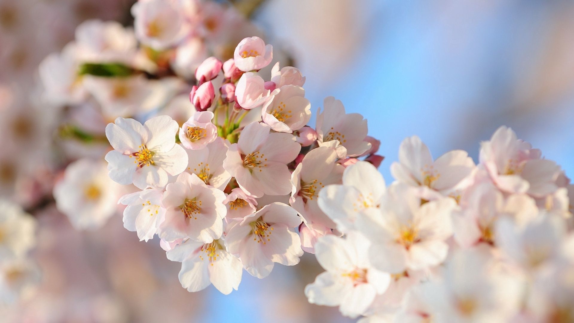 HD Flowers HD photo