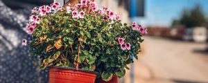 Превью обои цветы, растение, горшок, улица