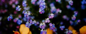 Превью обои цветы, растение, размытость