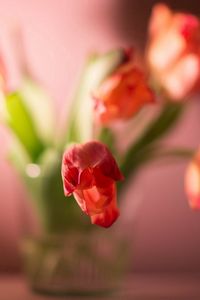Превью обои цветы, растение, тюльпан