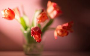 Превью обои цветы, растение, тюльпан