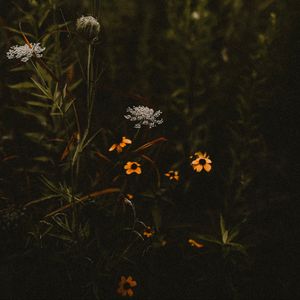 Превью обои цветы, растения, дикий, полевой, цветение
