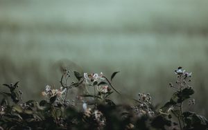 Превью обои цветы, растения, лепестки, размытость