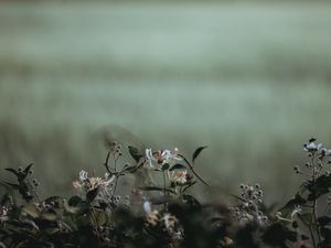 Превью обои цветы, растения, лепестки, размытость