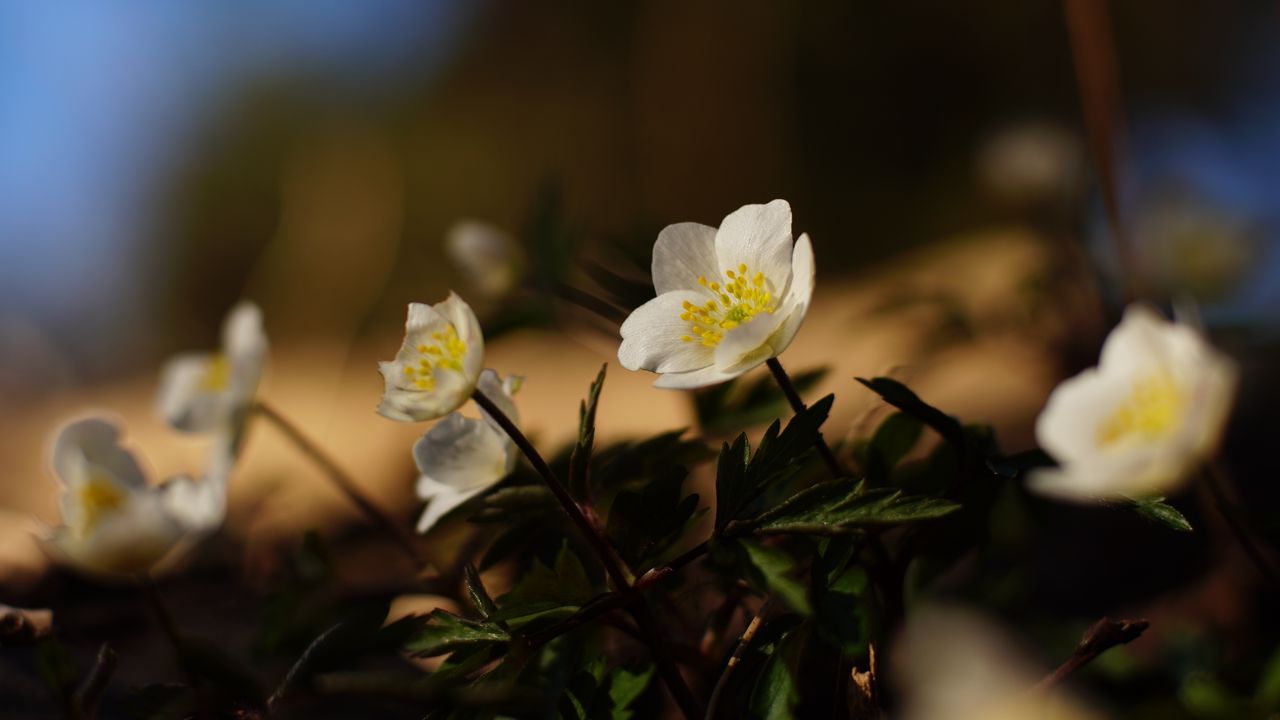 Обои цветы, растения, лепестки, листья, блюр