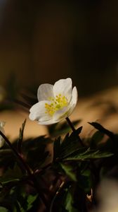 Превью обои цветы, растения, лепестки, листья, блюр