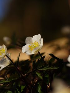 Превью обои цветы, растения, лепестки, листья, блюр
