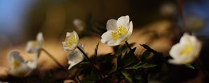 Превью обои цветы, растения, лепестки, листья, блюр