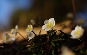 Превью обои цветы, растения, лепестки, листья, блюр