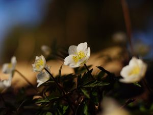 Превью обои цветы, растения, лепестки, листья, блюр