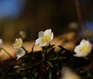 Превью обои цветы, растения, лепестки, листья, блюр