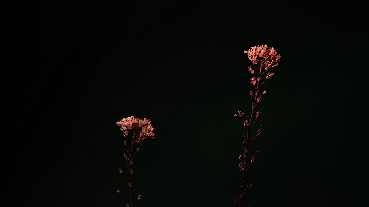 Обои цветы, растения, макро, темный
