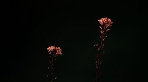 Превью обои цветы, растения, макро, темный