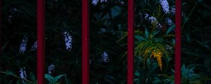Превью обои цветы, растения, сад, забор