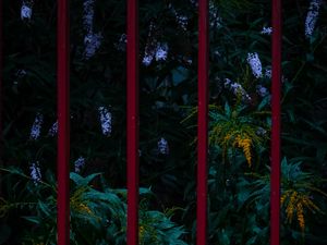 Превью обои цветы, растения, сад, забор