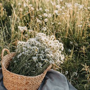 Превью обои цветы, ромашки, букет, корзина, поле