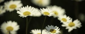 Превью обои цветы, ромашки, поле, блюр