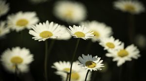 Превью обои цветы, ромашки, поле, блюр