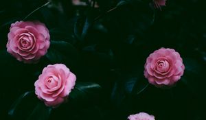 Превью обои цветы, розовый, куст, лепестки