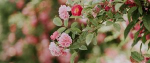 Превью обои цветы, розовый, куст, цветение, растение