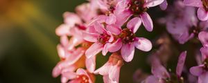 Превью обои цветы, розовый, лепестки