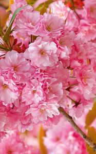 Превью обои цветы, розовый, лепестки, растение, весна