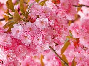 Превью обои цветы, розовый, лепестки, растение, весна