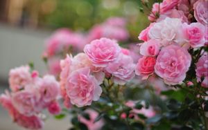 Превью обои цветы, розовый, листья