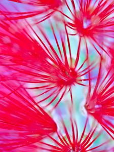 Превью обои цветы, розовый, макро, размытие