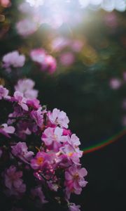 Превью обои цветы, розовый, макро, блики, размытость