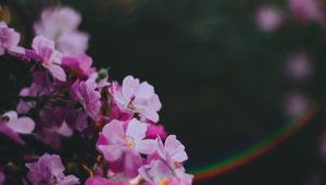 Превью обои цветы, розовый, макро, блики, размытость